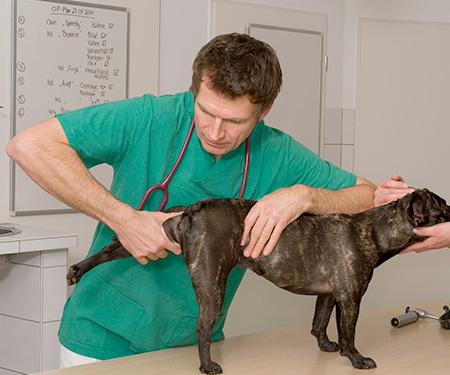 come diagnosticare displasia cane 