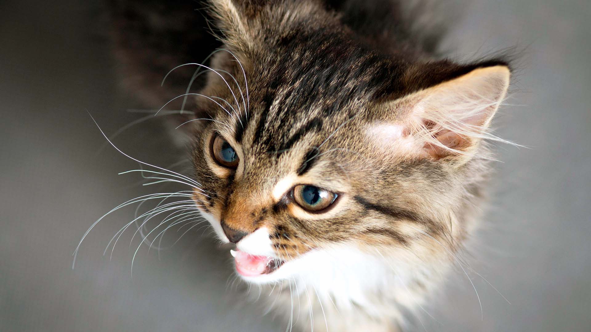 gatto con un'aria minacciosa che emette un "ringhio," indicando una situazione di aggressività