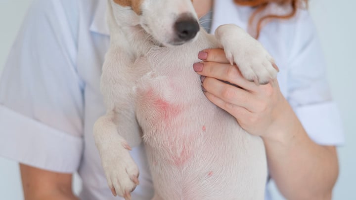 immagine di cane con la dermatite alla pancia