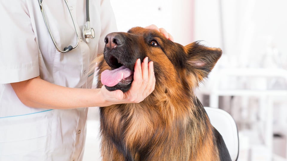 cane anziano al veterinario