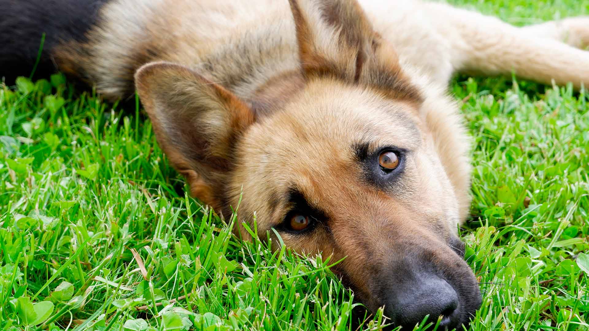 cane pastore tedesco sdraiato sull'erba