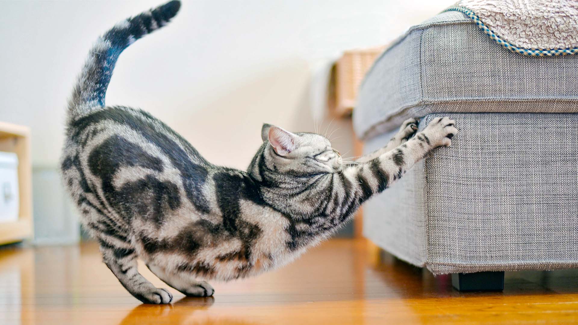 Un gatto affila le unghie sul divano con la schiena inarcata"