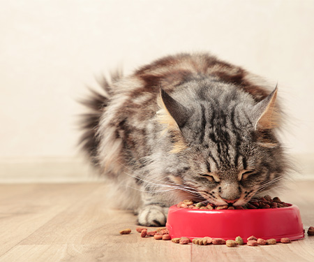gatto mangia da una ciottola rossa