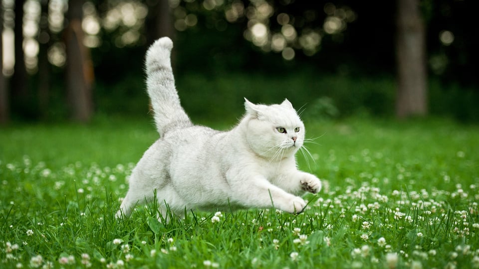 gatto bianco corre campo fiori