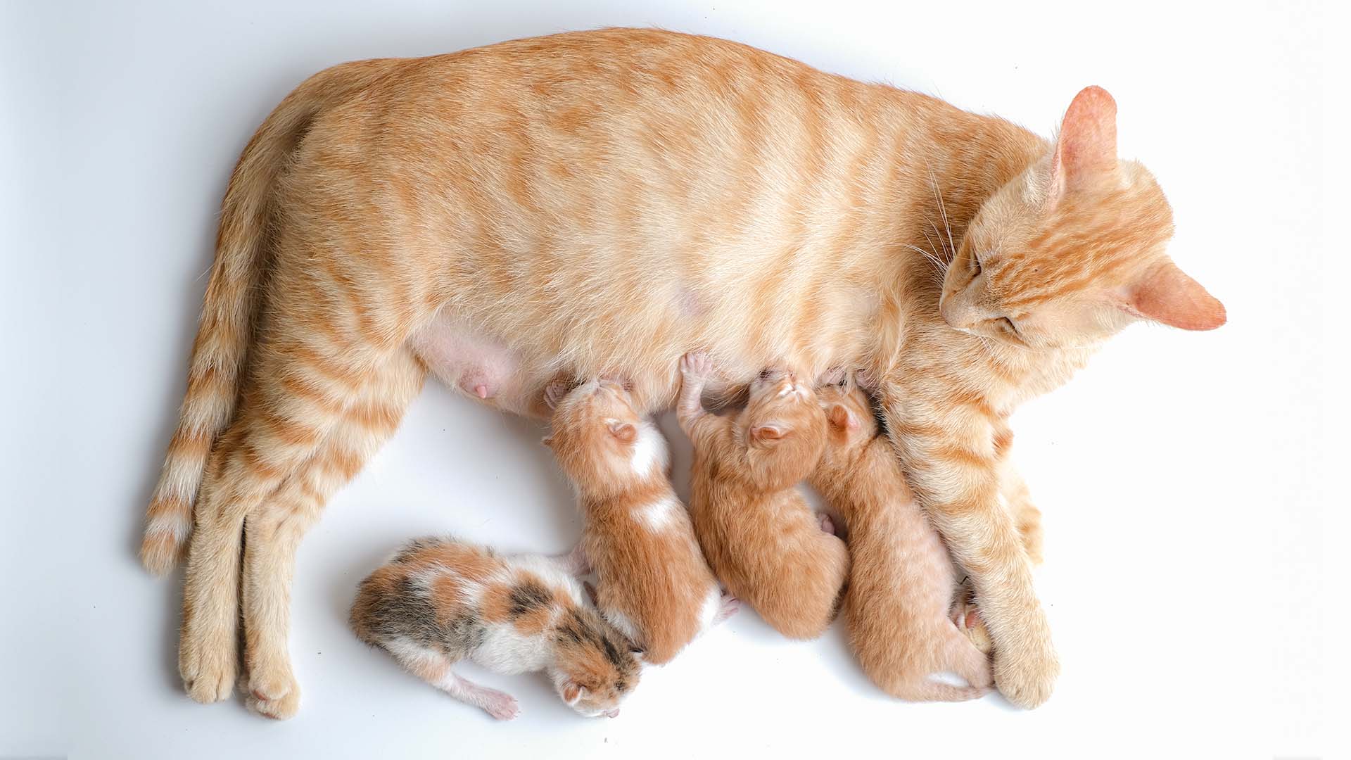 Staccionata in legno con gatto seduto - Spazio Deco di Sara Driussi