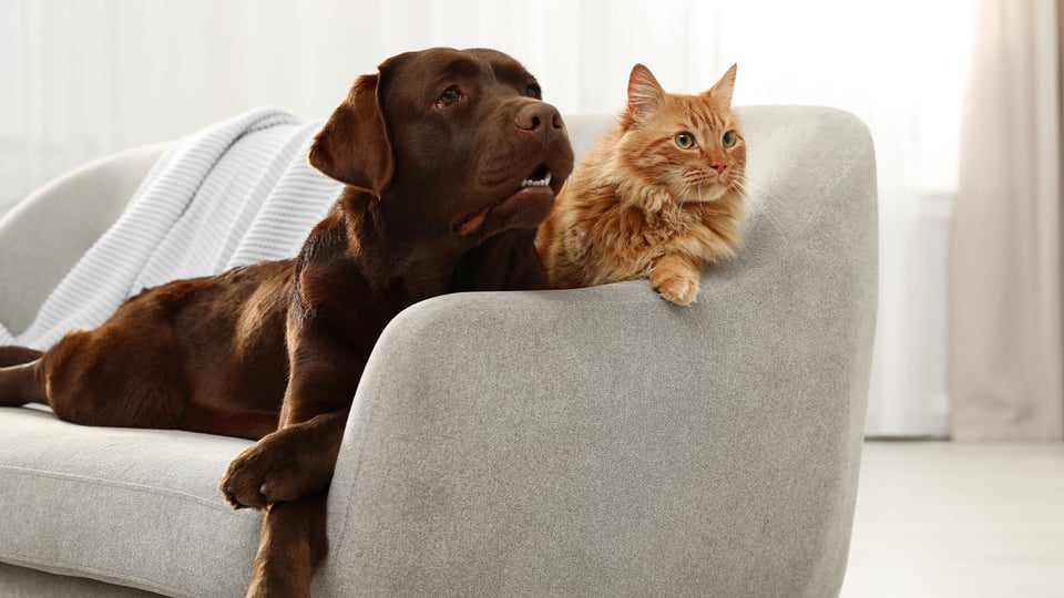 cane e gatto su una poltrona