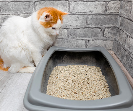 gatto con blocco urinario che guarda la lettiera